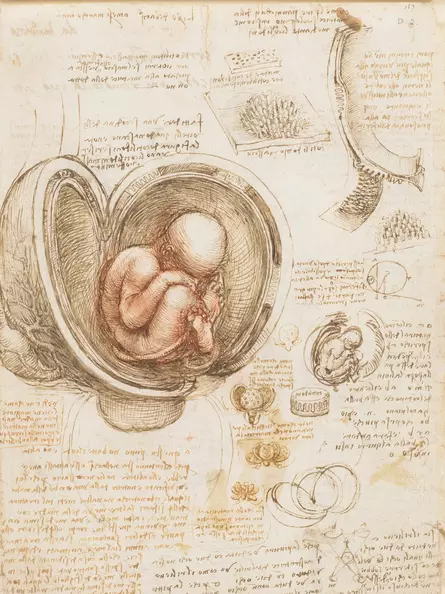 Leonardo da Vinci Anatomical Drawings