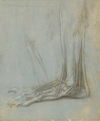 Leonardo da Vinci Anatomical Drawings