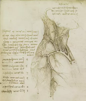 Leonardo da Vinci Anatomical Drawings