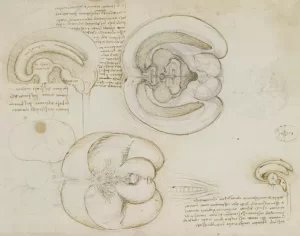 Leonardo da Vinci Anatomical Drawings