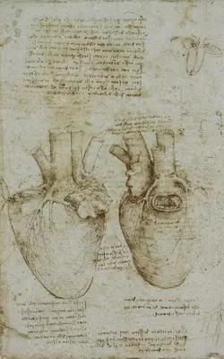 Leonardo da Vinci Anatomical Drawings