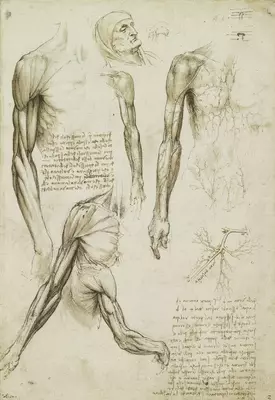 Leonardo da Vinci Anatomical Drawings