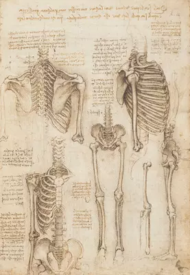 Leonardo da Vinci Anatomical Drawings