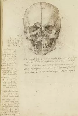 Leonardo da Vinci Anatomical Drawings