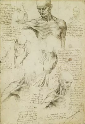 Leonardo da Vinci Anatomical Drawings