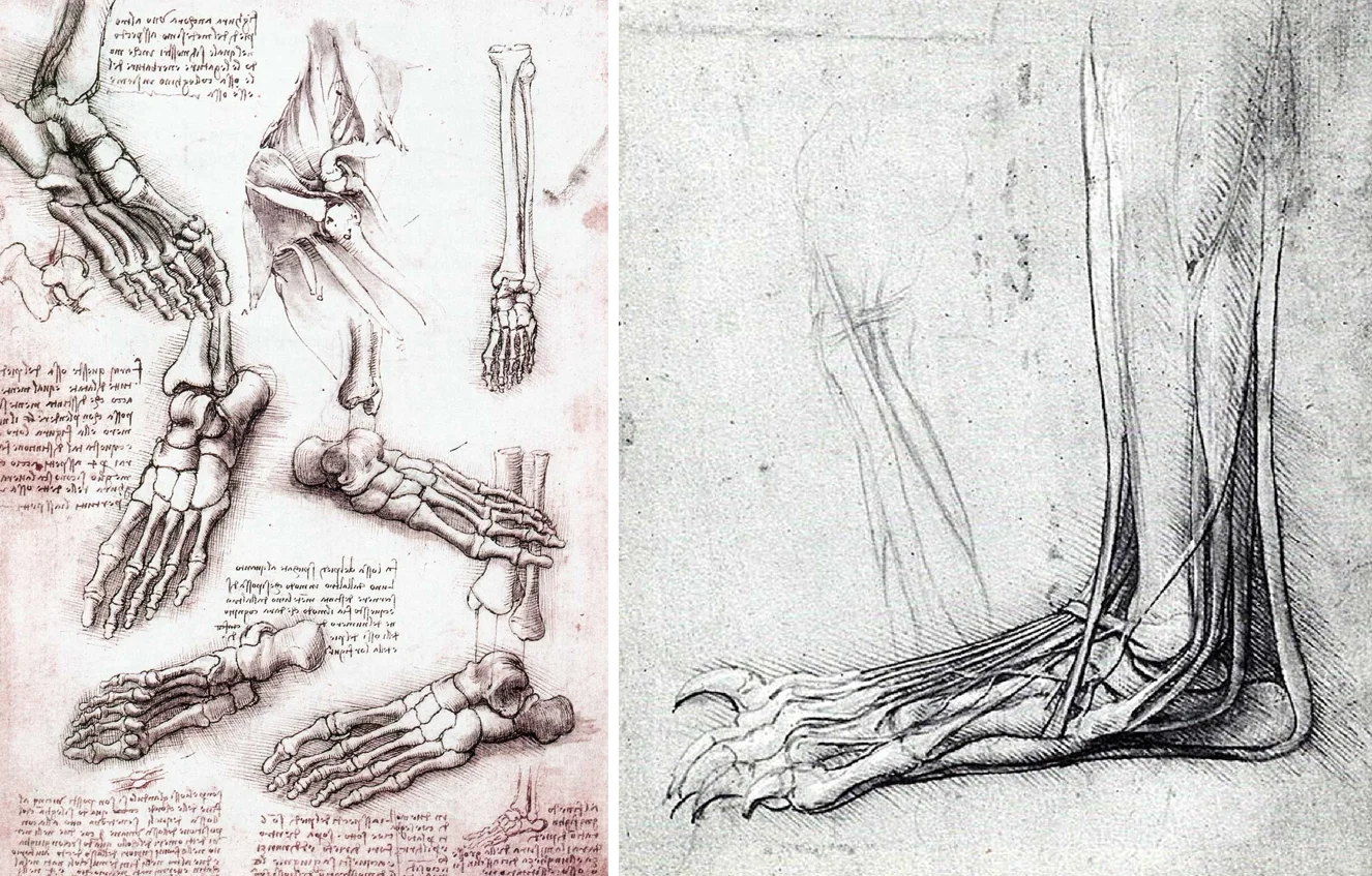 Leonardo da vinci anatomical drawings