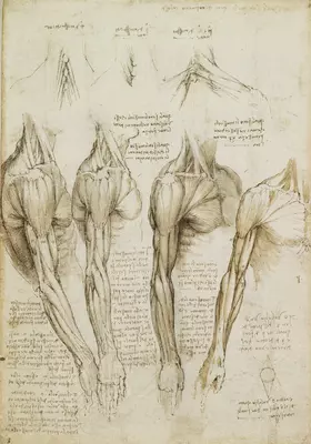 Leonardo da Vinci Anatomical Drawings